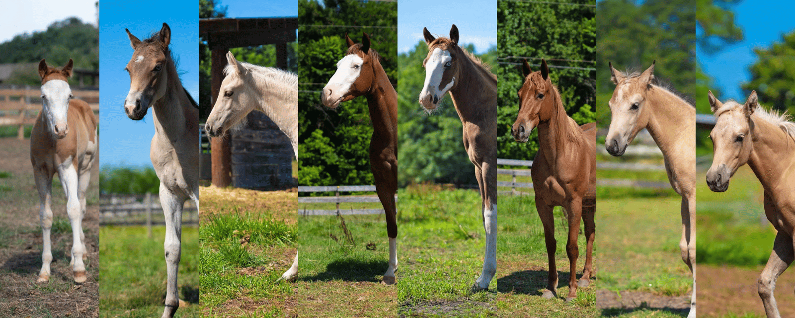 Horses for Sale - 4 Stallions Ranch